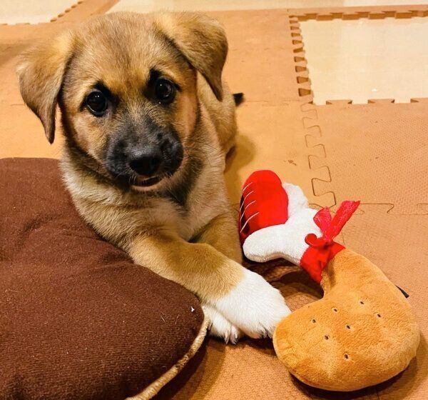 見つめるぺこちゃん