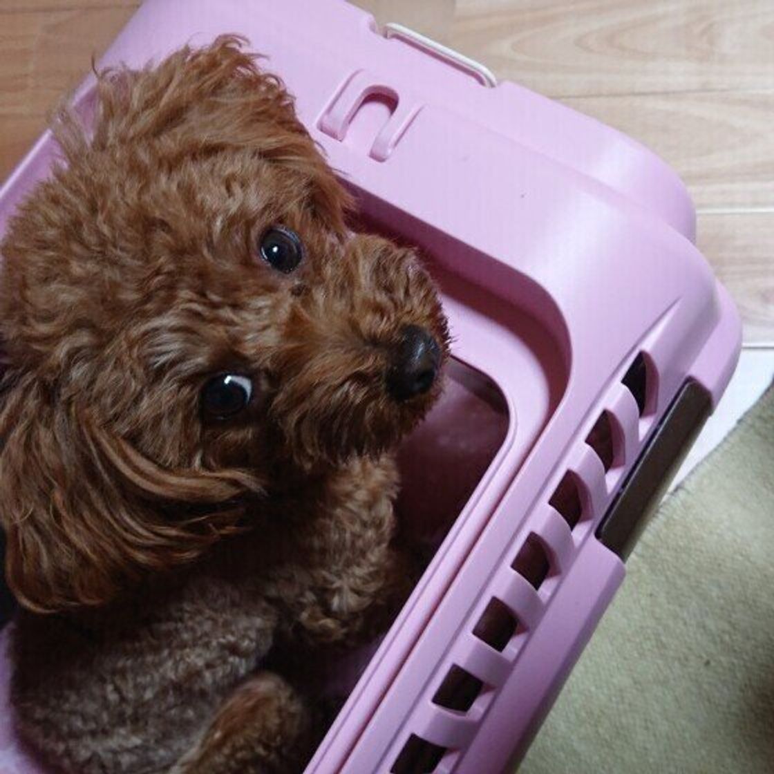 専門家監修 犬用クレートの選び方 ケージとの違いや21年最新おすすめ商品も いぬのきもちweb Magazine 専門家監修 犬用クレートの選び方 ケージとの違いや21年最新おすすめ商品も いぬのきもちweb Magazine