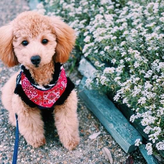 お花とトイ・プードル