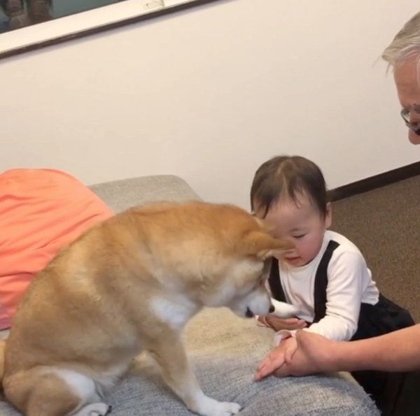 柴犬のももかちゃんと妹ちゃん