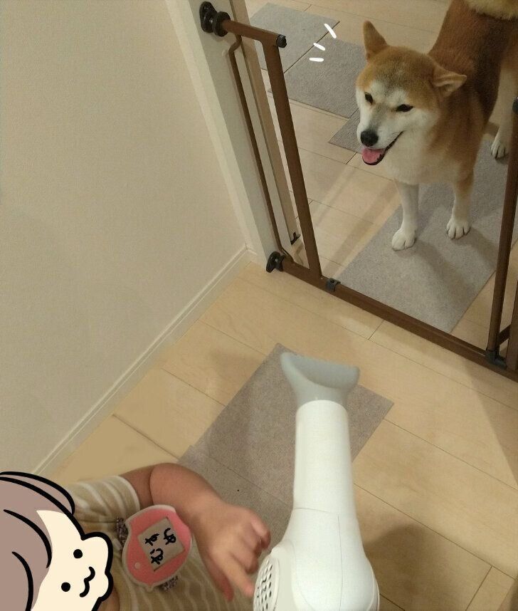 雨に濡れた柴犬タロさん ドライヤーに興味を示すも もういいです と断念 連載 モフモフ柴とプニプニ娘 第話 いぬのきもちweb Magazine