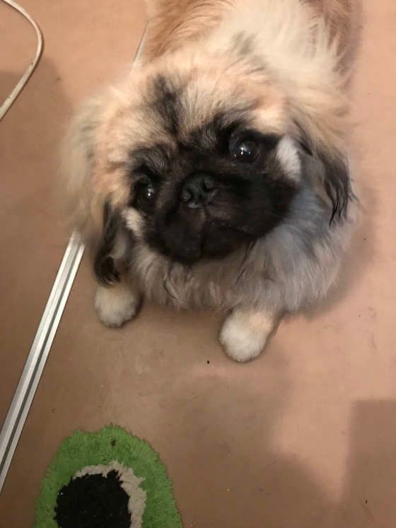 首をかしげるペキニーズ