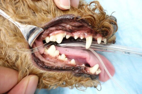 犬の歯周病(軽度歯周病の治療後)