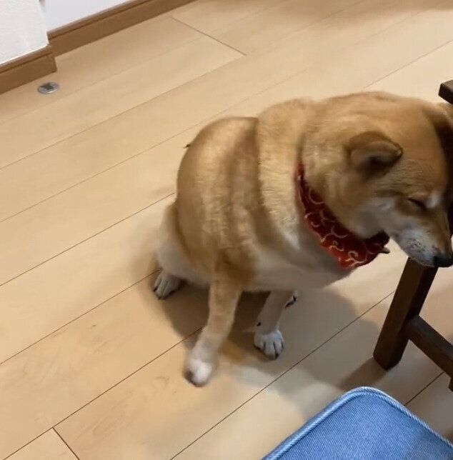イスにコツンとぶつかるはるちゃん