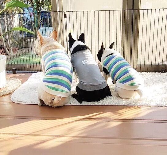 庭を見る犬たち