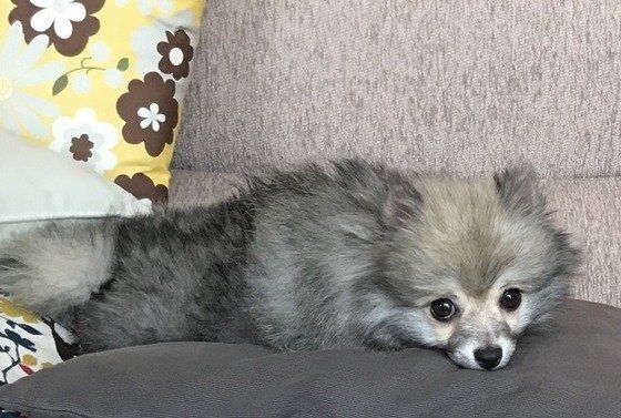 お猿期真っ最中のポメラニアンこころくん