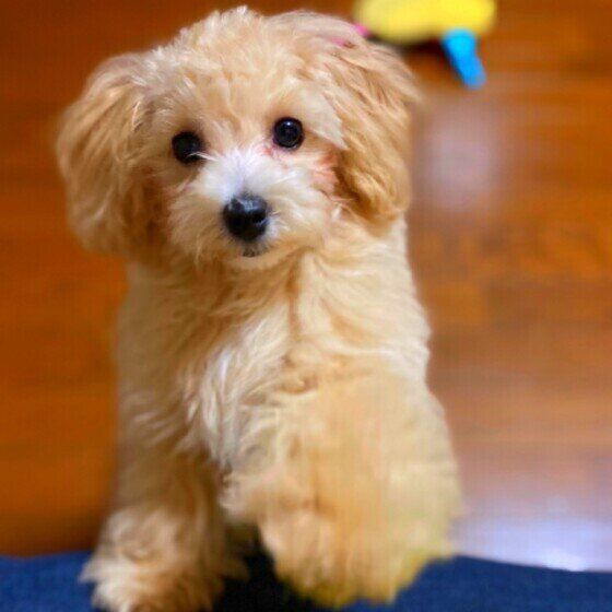 前足でチョイチョイしてくる小型Mix犬