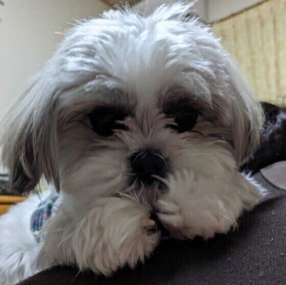 前足をペロペロしているラルちゃん