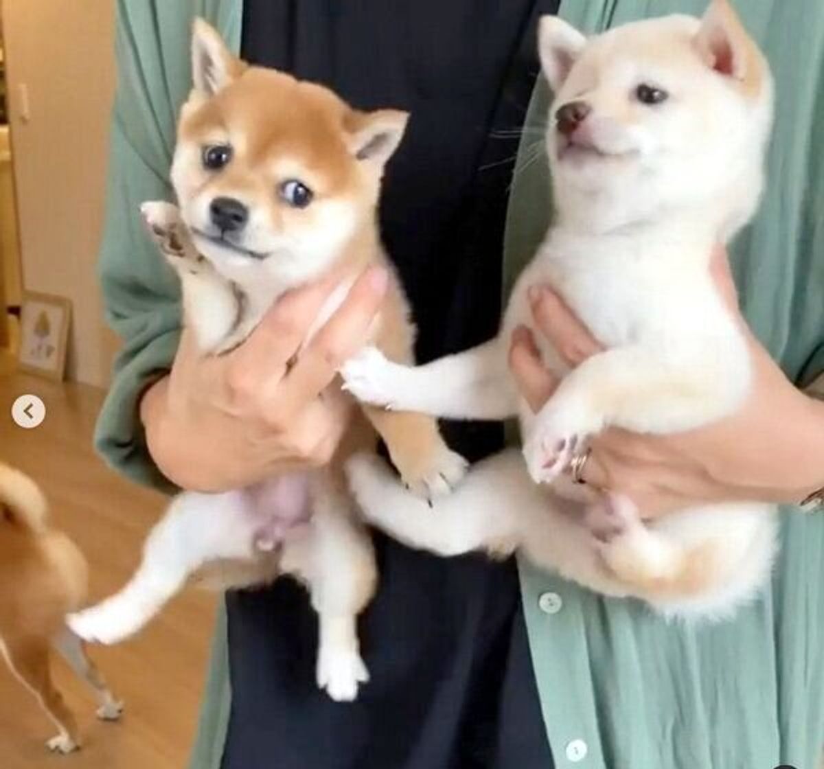 可愛すぎて泣けてくる 豆柴の子犬が姉妹犬と再会する様子にファン歓喜 いぬのきもちweb Magazine 可愛すぎて泣けてくる 豆柴の子犬が姉妹犬と再会する様子にファン歓喜 いぬのきもちweb Magazine