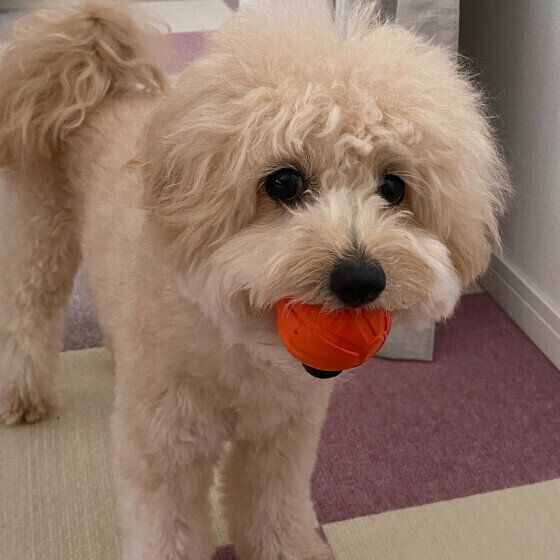 ボールを持ってくる小型Mix犬