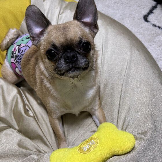 興奮気味の小型Mix犬