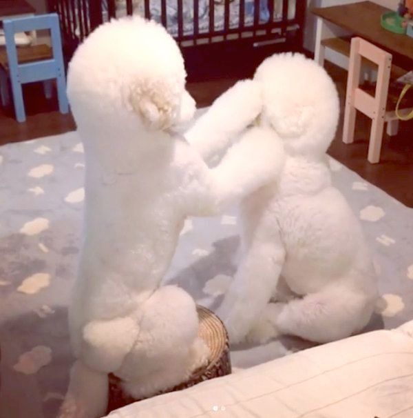 りっくんにパンチするがっくん