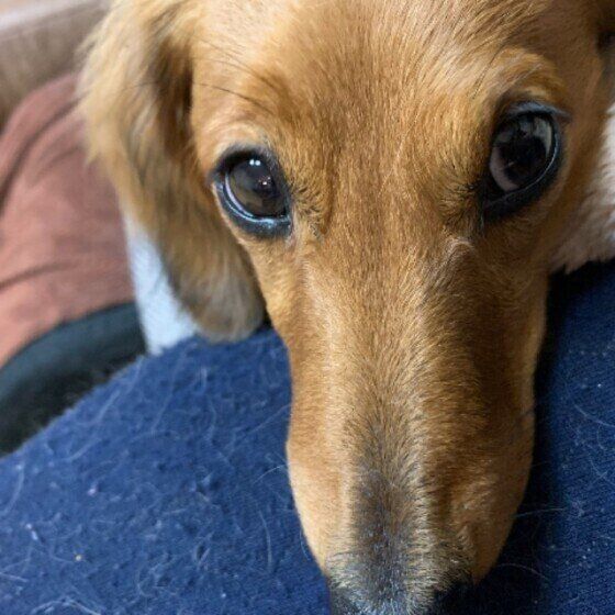 見つめるミニチュア・ダックスフンド