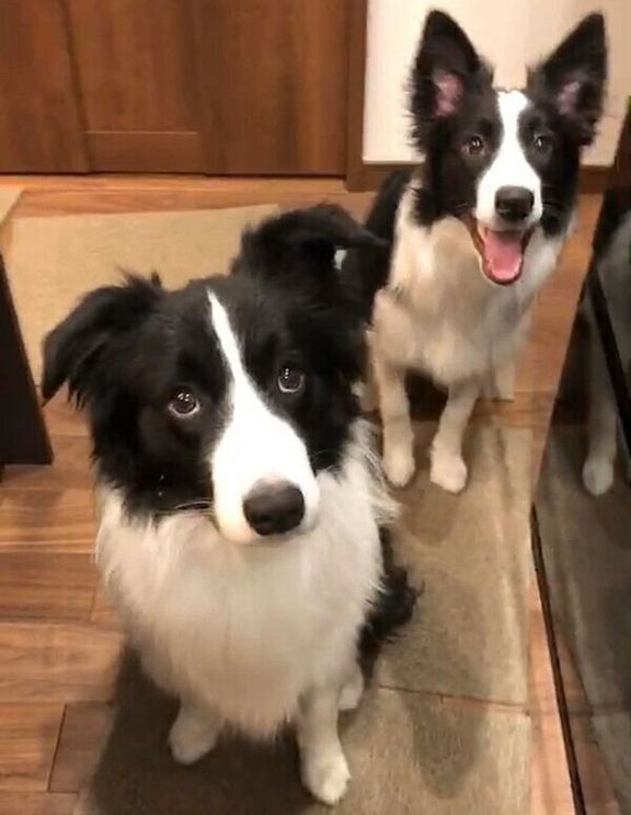 チロルくんとノエルちゃん