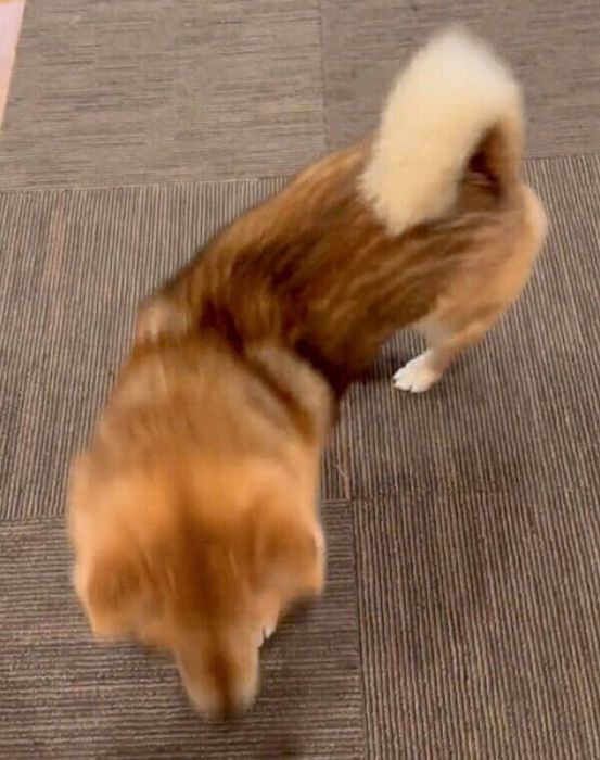 帰宅した飼い主さんを出迎えるおにぎりくん