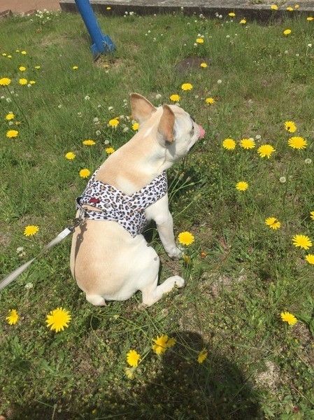 タンポポの中に座っているフレンチ・ブルドッグ