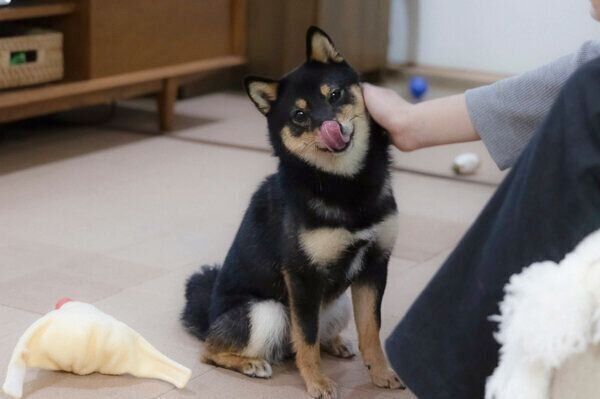 舌をペロッとするりんのちゃん