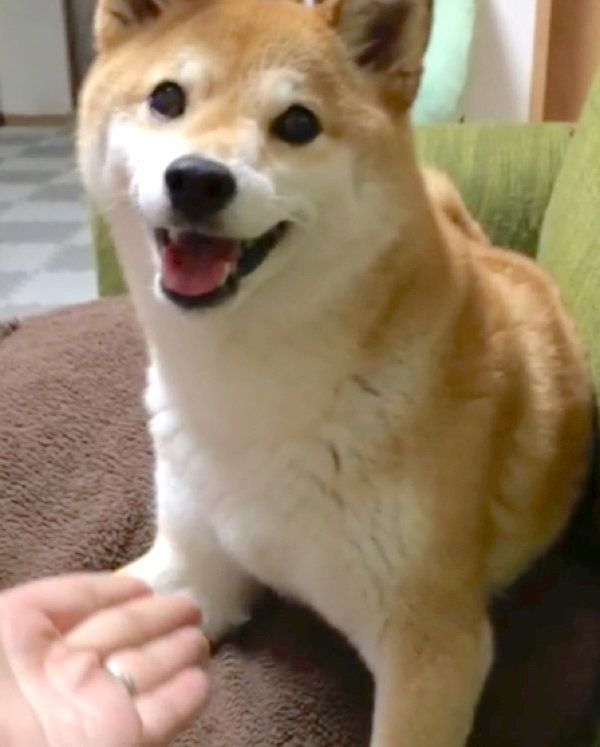 おやつを早く食べたい柴犬 お手 を求められてとった行動とは いぬのきもちweb Magazine