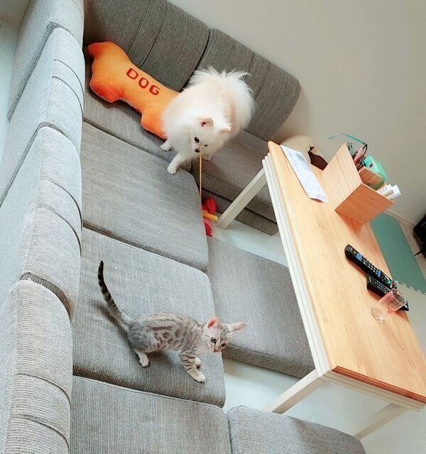 うにちゃんと遊ぶこめたくん