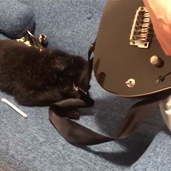 かまってほしいトイ・プードル