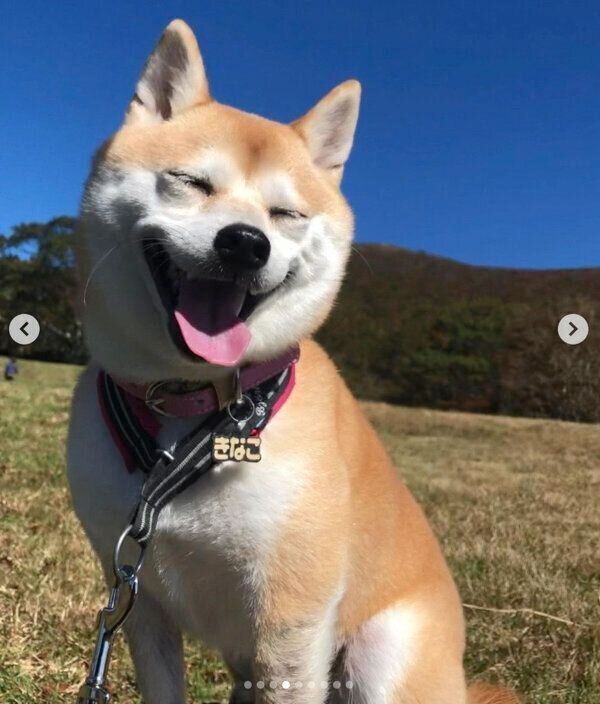 笑顔のきなこちゃん