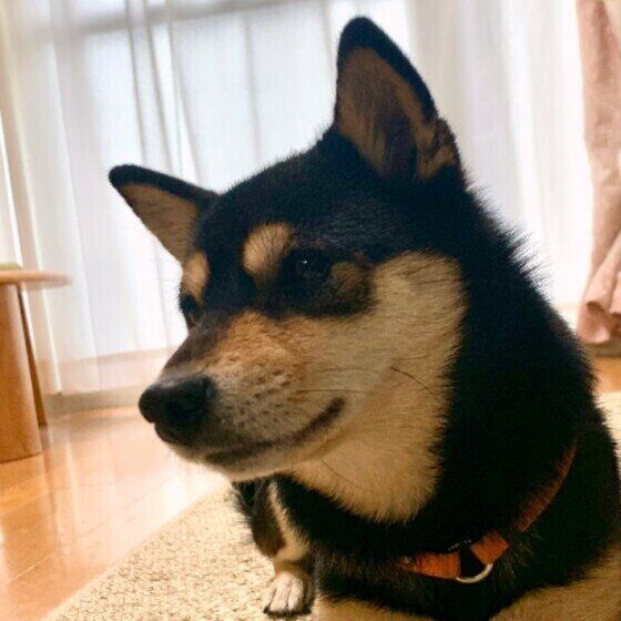 柴のおすしちゃん。お部屋でまったり♪