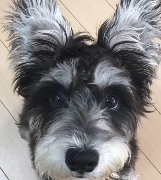 ミニチュアシュナウザー