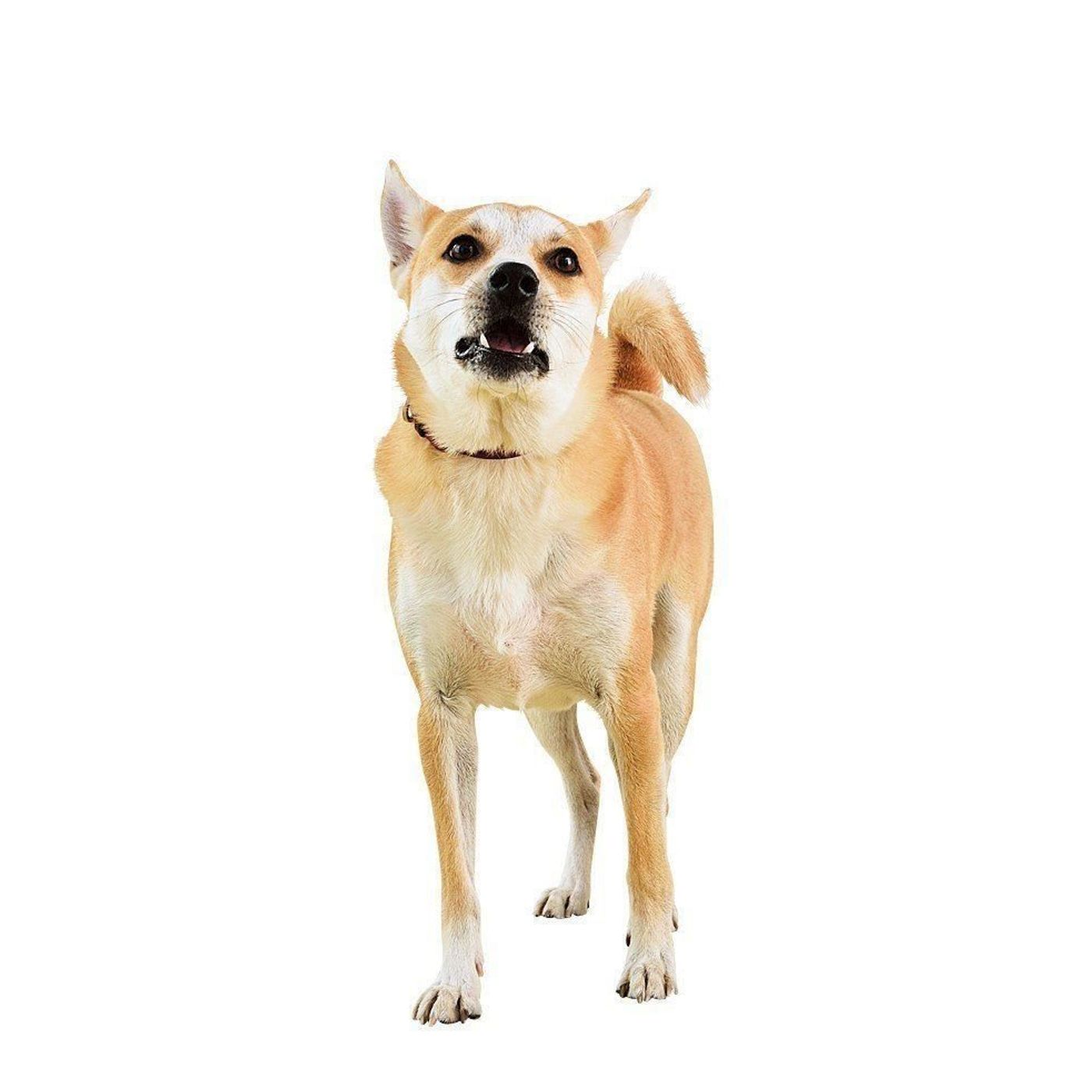 番犬扱い はもう古い 昭和 平成と変化した日本の家庭犬 令和は いぬのきもちweb Magazine 番犬扱い はもう古い 昭和 平成と変化した日本の家庭犬 令和は いぬのきもちweb Magazine