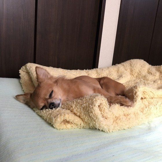 黄色の毛布の上で寝ているチワワ