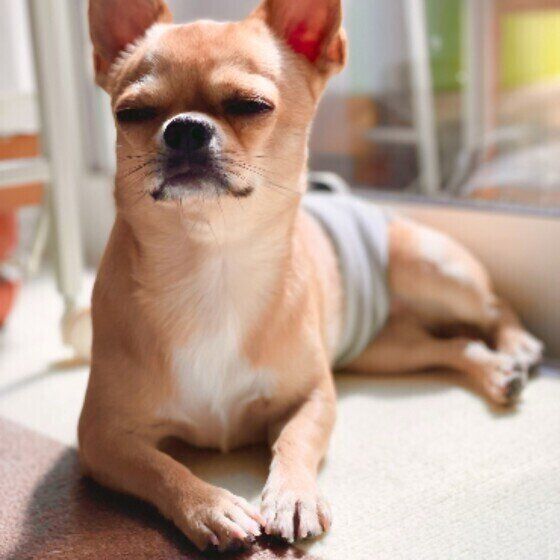 日向ぼっこするチワワ