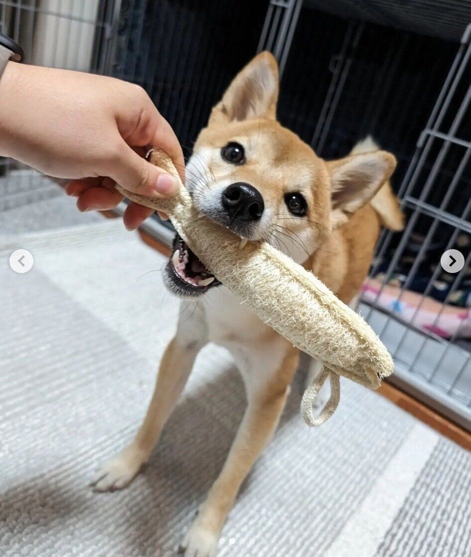 おもちゃで遊ぶあじたまちゃん