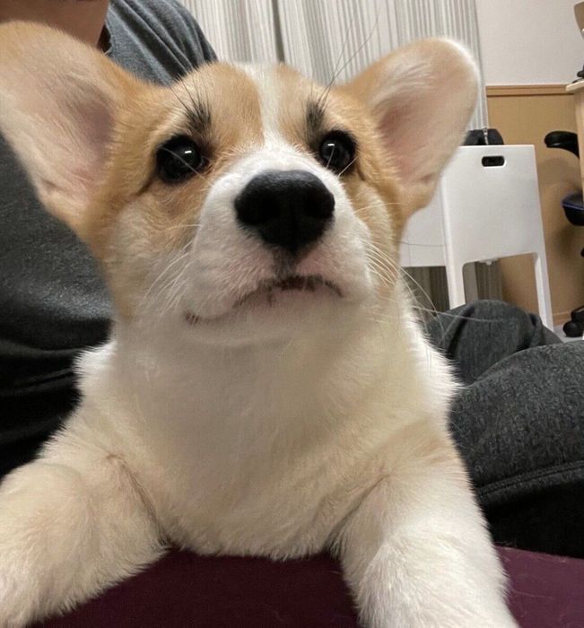 くつろぐRenくん