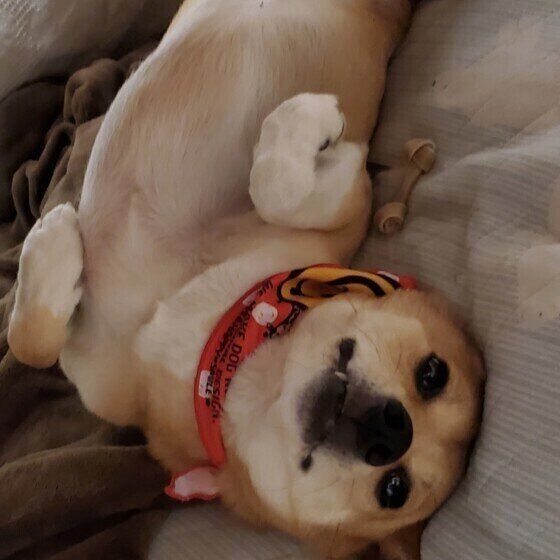 まめこちゃんのアザラシポーズ