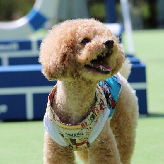 トイ・プードルのぷう太君