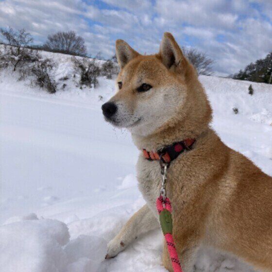 雪の中でたたずむ柴犬