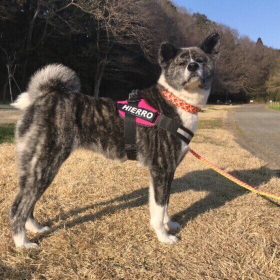 芝生の上に立つ秋田のイエロちゃん