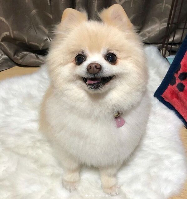 笑顔のむぎちゃん