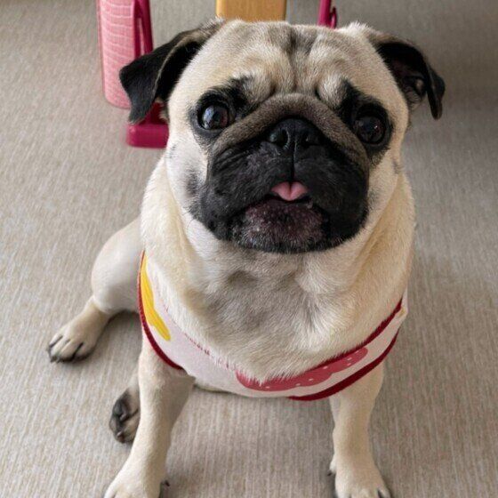 パグのまるちゃん。いい子でおすわり♪