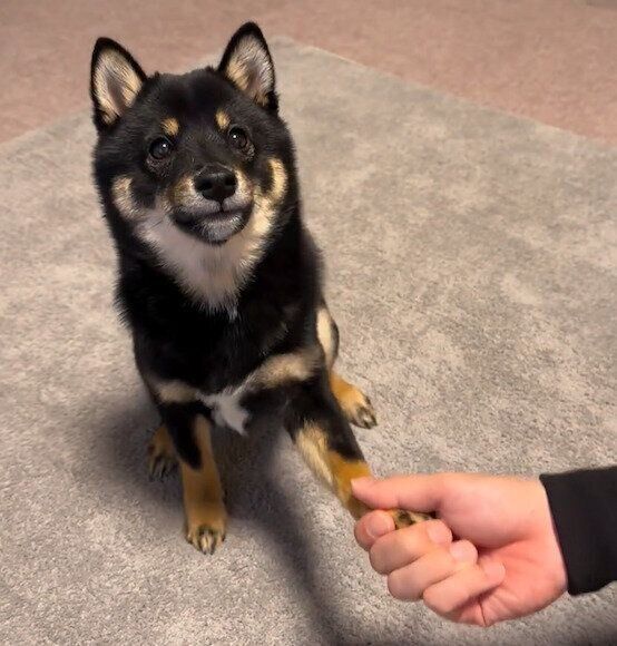 オテを習得したはちまるくん