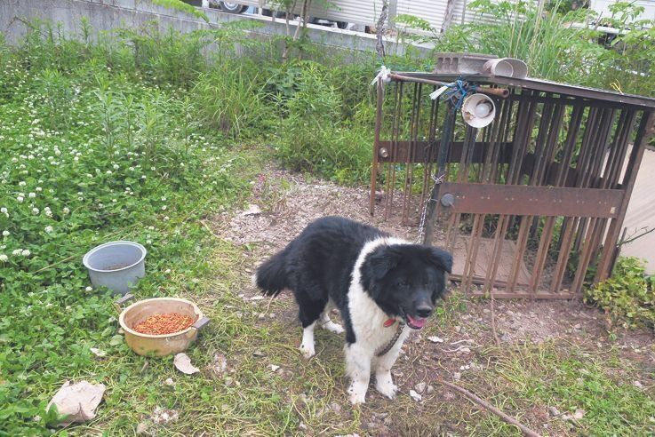 熊本地震でも避難所に入れない犬が外でつながれていることがあり、なんとか避難場所を探すことに