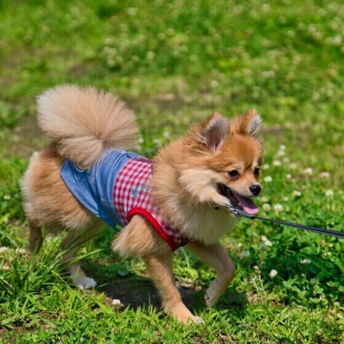 犬が飼い主の足元で寝るのはナゼ 知るとちょっとキュンとする理由とは いぬのきもちweb Magazine 犬が飼い主の足元で寝るのはナゼ 知るとちょっとキュンとする理由とは いぬのきもちweb Magazine