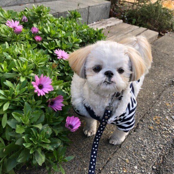 運動量が落ちたシニア犬、お散歩で気を付けることは? いぬのきもち