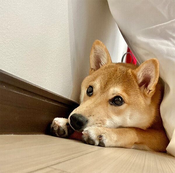 くつろぐなつめちゃん