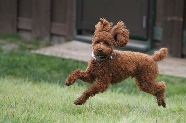 ドッグランで走り回るオスのトイ・プードル