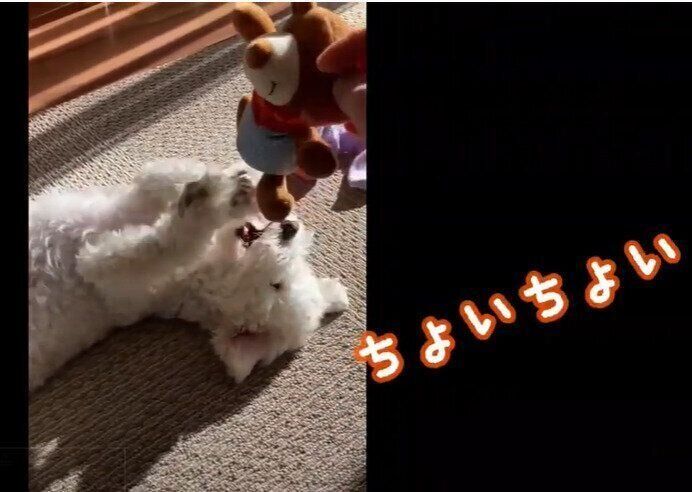 いぬのきもちCHANNEL／いぬねこライター動画部