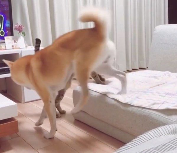 柴犬のHaluくんと猫のMugiくん