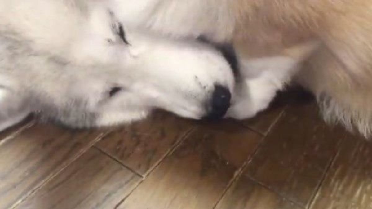 なんという無限ループ ハムハムしてあげる犬が可愛すぎた いぬのきもちweb Magazine なんという無限ループ ハムハムしてあげる犬が可愛すぎた いぬのきもちweb Magazine