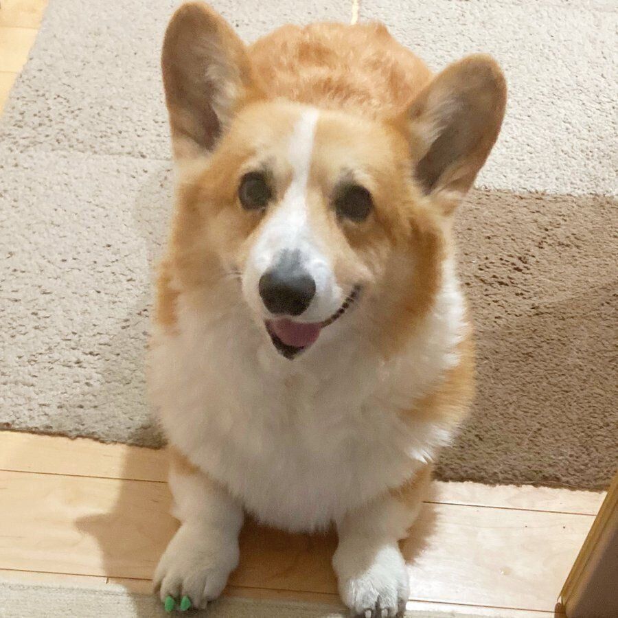 見上げるむぎくん