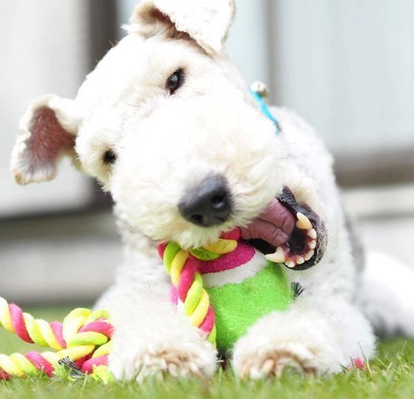 おもちゃで遊ぶこっぺぱんちゃん