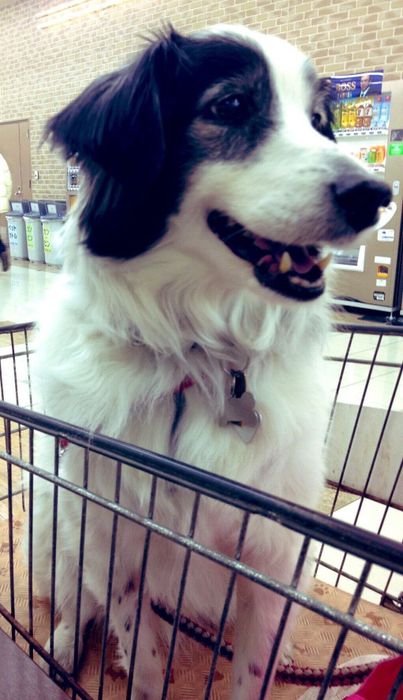 カートの中でお座りしている犬